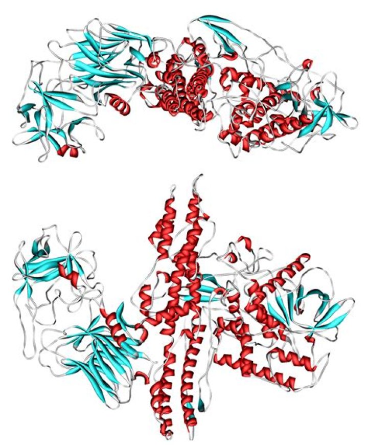 Toxin